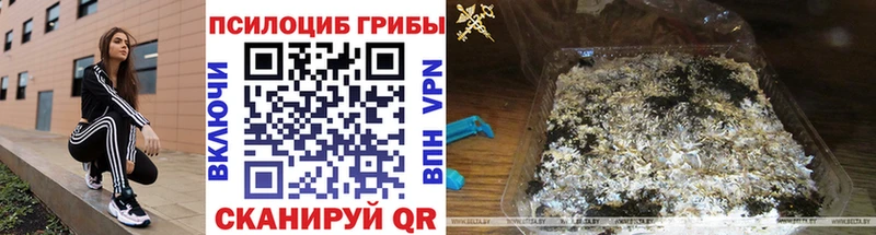 Купить закладки  Усмань  Псилоцибиновые грибы Psilocybe 